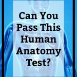 can you pass this human anatomy test
