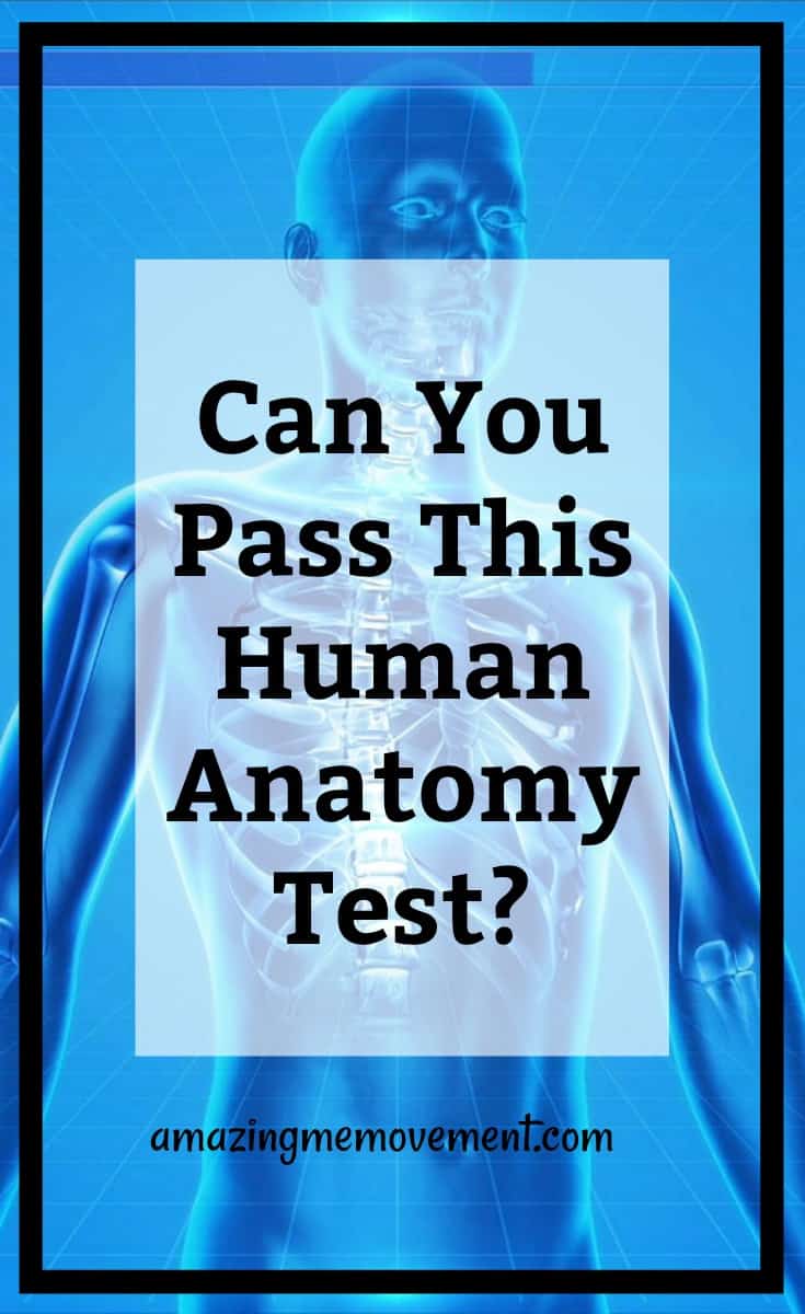 Can You Pass This Human Anatomy Test? Find Out Now!