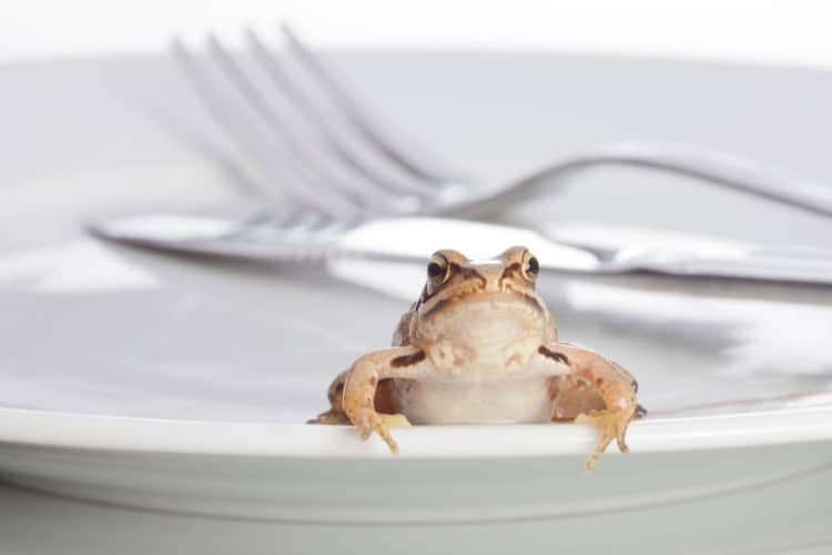 Eat the frog, when to do it and why you must do it