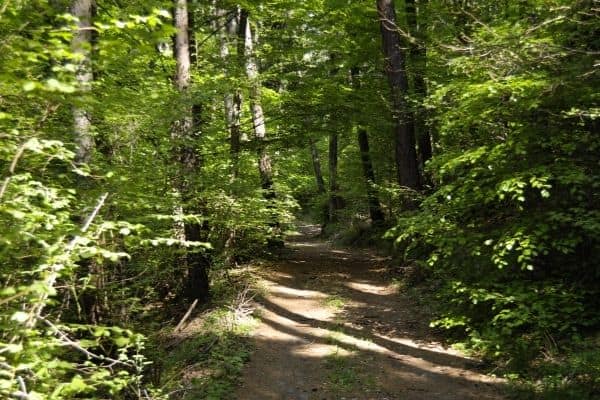 Walk in the woods relational psychology test