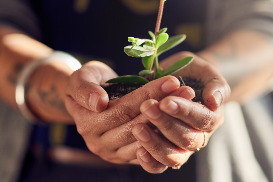 A small plant held by two hands