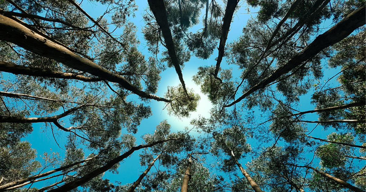 An upward view of trees covering the sunshine