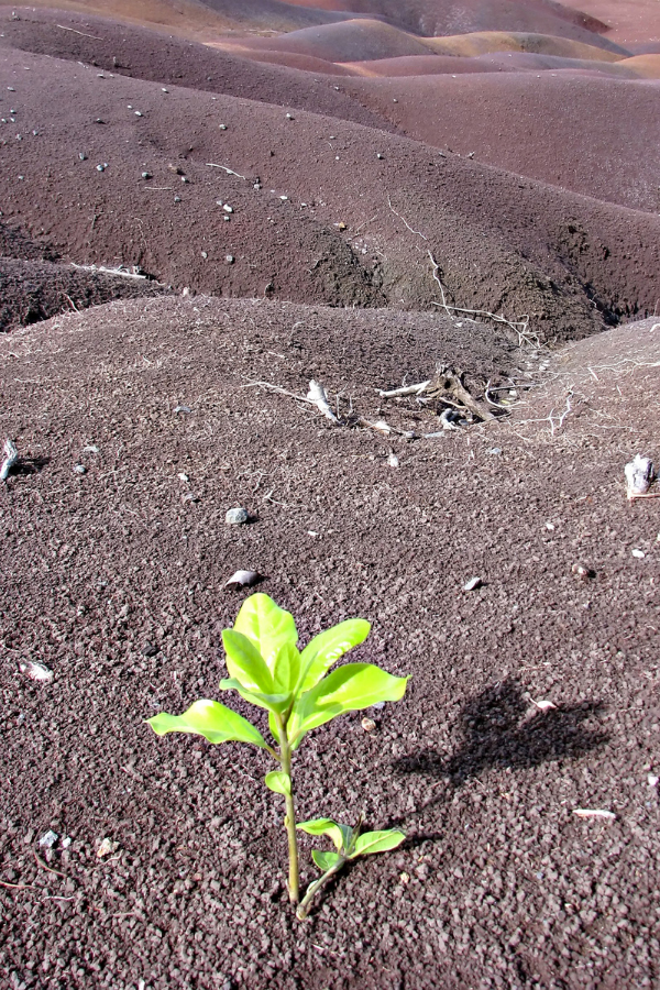 A plant that grew on a dry land #GrowthMindset #BrightFuture