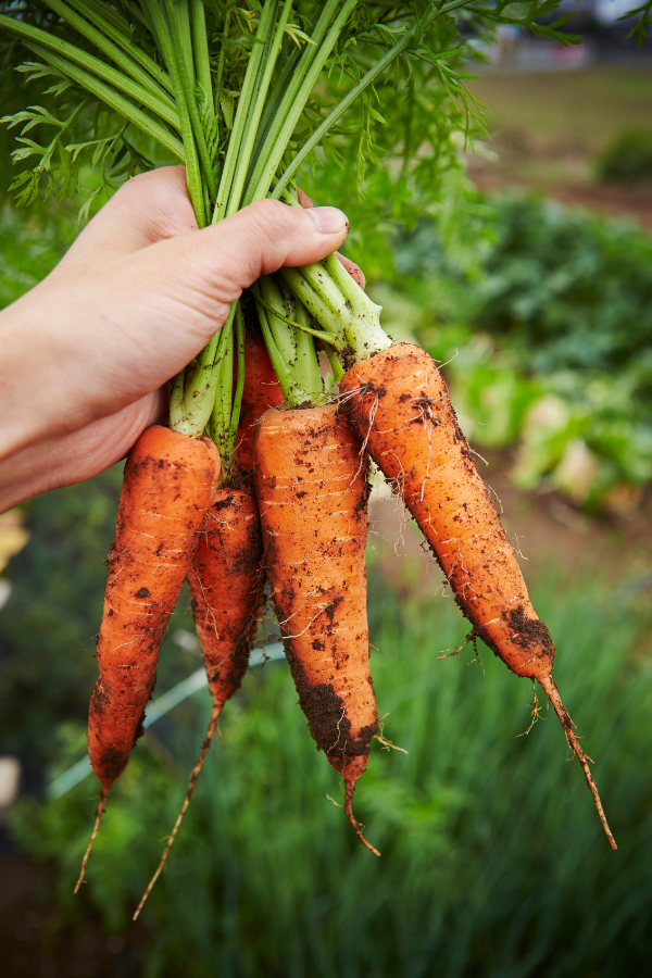 The best food for the brain: Carrots #BestFoodzzForTheBrain #SuperFood