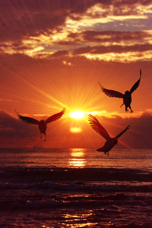 Thre bird soaring through the sky at sunset #HowToBecomeStrong #StrongerAndBetter