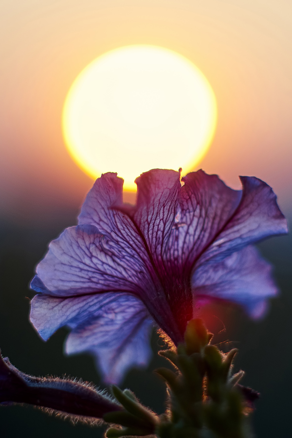 A flower in front of the sun #RomanticizingLife #RomanticizieYourLife