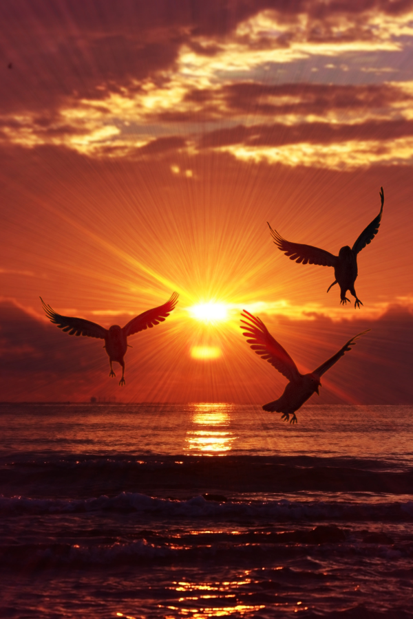 Three birds flying across the ocean showcasing how to gain confidence back