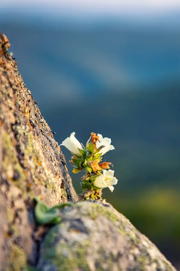 A flower blooming